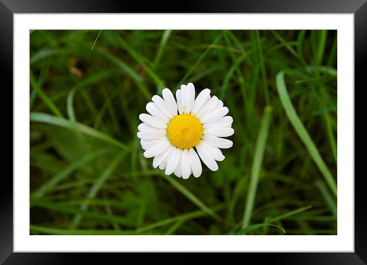 Ms. Lonely Framed Mounted Print by pricope bogdan