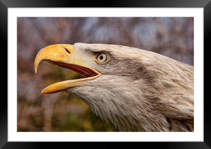 Eagle calling Framed Mounted Print by Val Saxby LRPS