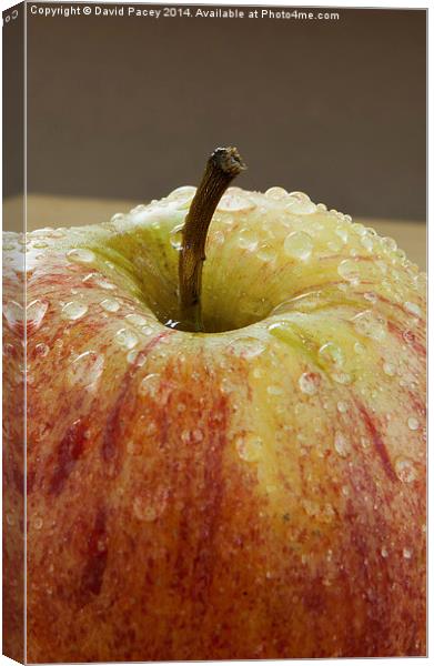  Apple (2) Canvas Print by David Pacey