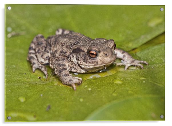  Common Toad Acrylic by Val Saxby LRPS