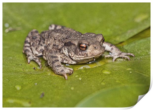  Common Toad Print by Val Saxby LRPS