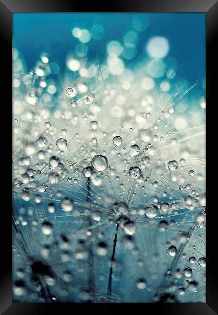  Dandy Blue & Drops Framed Print by Sharon Johnstone