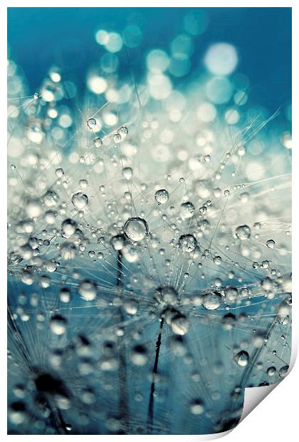  Dandy Blue & Drops Print by Sharon Johnstone