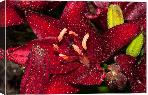 Red Lily Raindrops Canvas Print by Steve Purnell