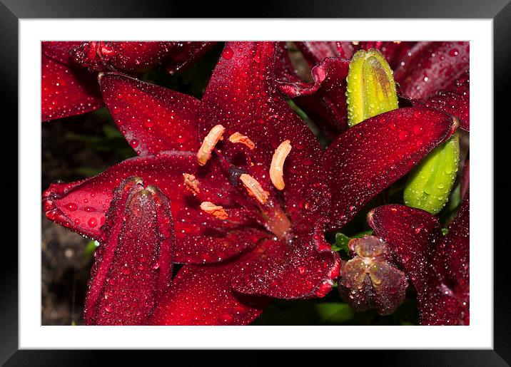 Red Lily Raindrops Framed Mounted Print by Steve Purnell