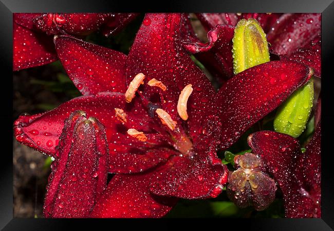 Red Lily Raindrops Framed Print by Steve Purnell