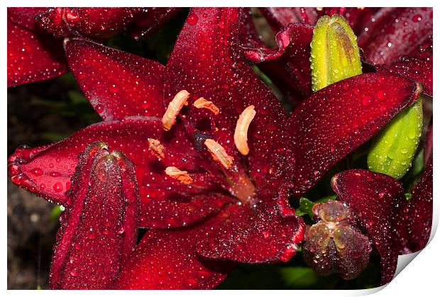 Red Lily Raindrops Print by Steve Purnell