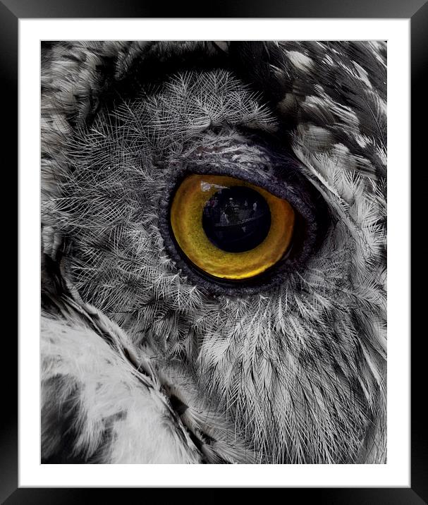 Owl Eye Reflection Framed Mounted Print by Fraser Hetherington