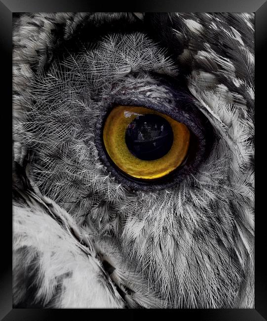 Owl Eye Reflection Framed Print by Fraser Hetherington