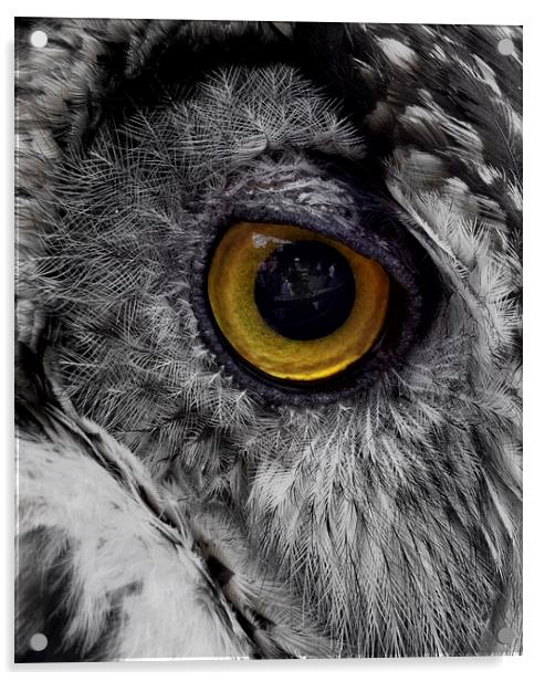 Owl Eye Reflection Acrylic by Fraser Hetherington