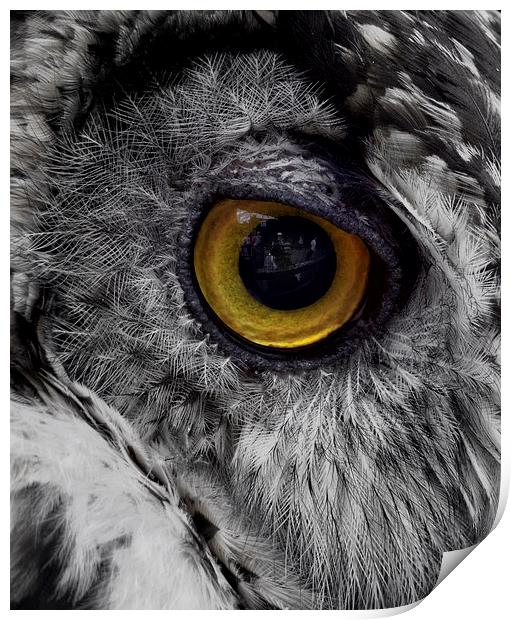 Owl Eye Reflection Print by Fraser Hetherington