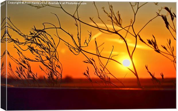  Sunset through the bushes Canvas Print by Avril Harris