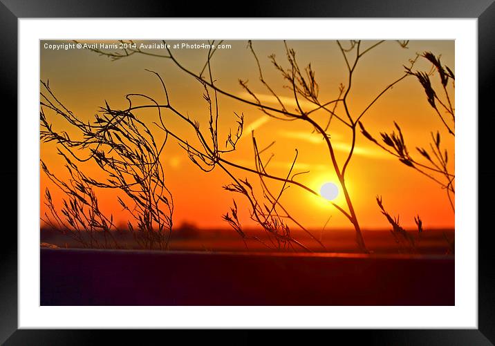  Sunset through the bushes Framed Mounted Print by Avril Harris