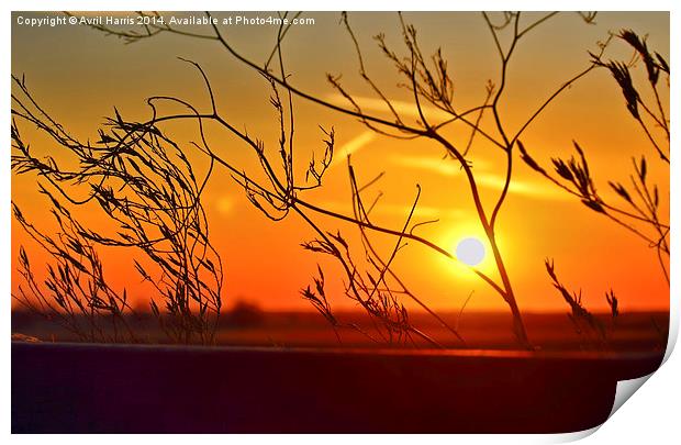  Sunset through the bushes Print by Avril Harris