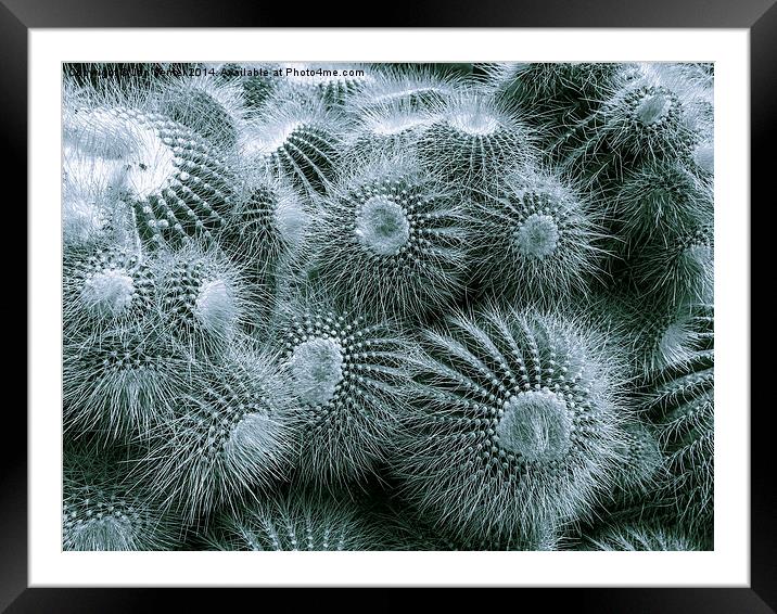  Thorny Framed Mounted Print by Jan Venter
