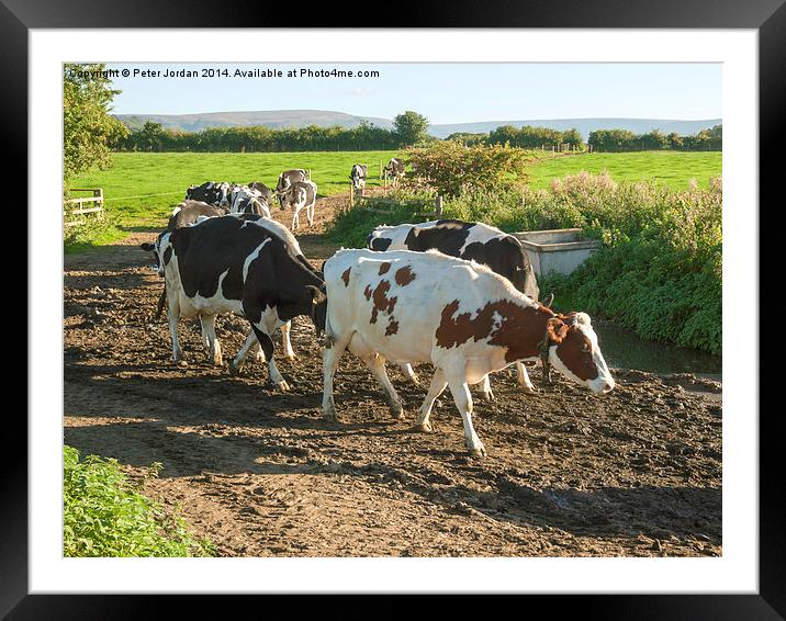  Cows coming home Framed Mounted Print by Peter Jordan