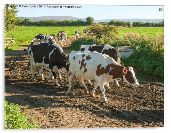  Cows coming home Acrylic by Peter Jordan