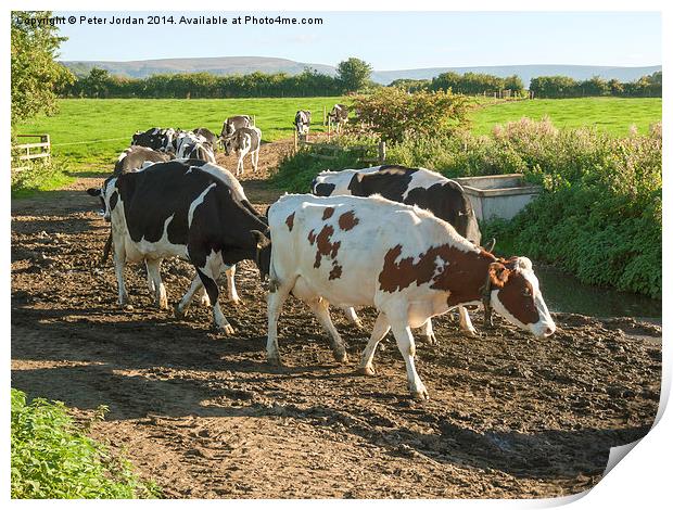  Cows coming home Print by Peter Jordan