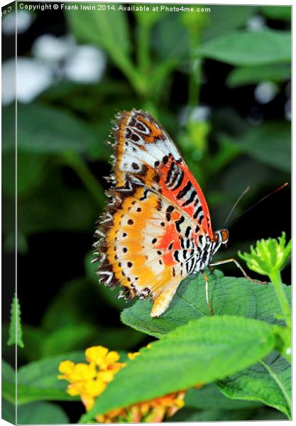 Malay Lacewing Butterfly (Cethosia cyane) Canvas Print by Frank Irwin