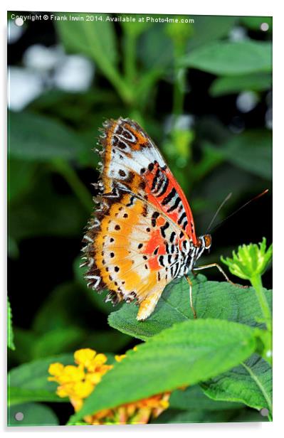 Malay Lacewing Butterfly (Cethosia cyane) Acrylic by Frank Irwin