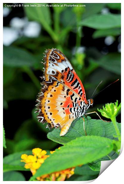 Malay Lacewing Butterfly (Cethosia cyane) Print by Frank Irwin