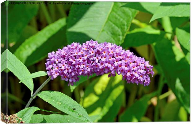  A Buddleia in full bloom Canvas Print by Frank Irwin