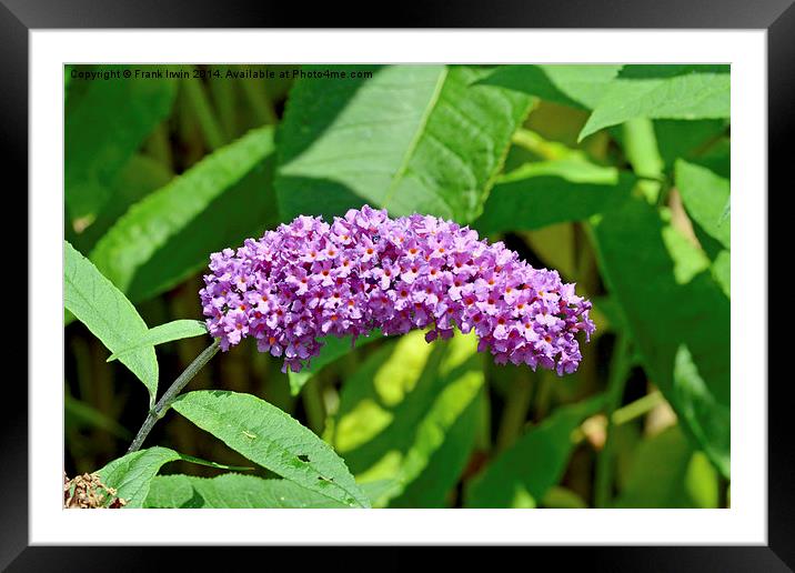  A Buddleia in full bloom Framed Mounted Print by Frank Irwin