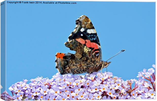  The beautiful Red Admiral Butterfly Canvas Print by Frank Irwin