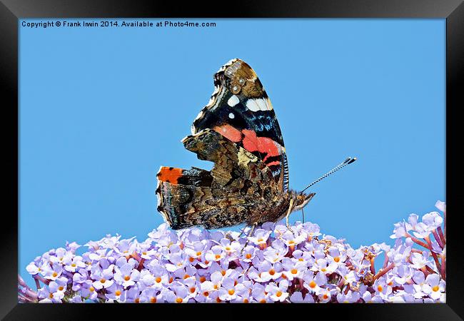  The beautiful Red Admiral Butterfly Framed Print by Frank Irwin