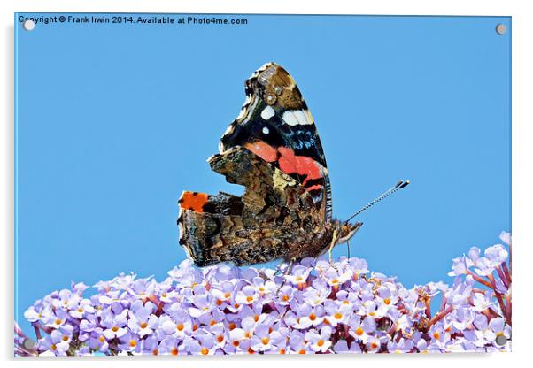  The beautiful Red Admiral Butterfly Acrylic by Frank Irwin