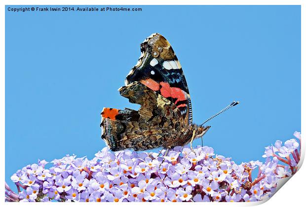  The beautiful Red Admiral Butterfly Print by Frank Irwin