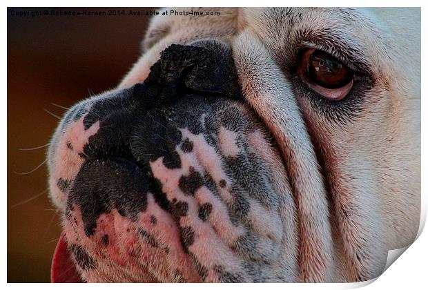  English Bulldog Print by Rebecca Hansen