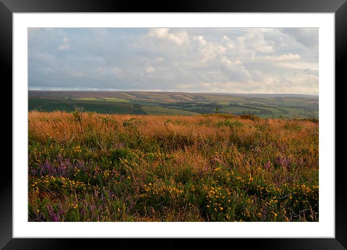 Heather and Gorse  Framed Mounted Print by graham young