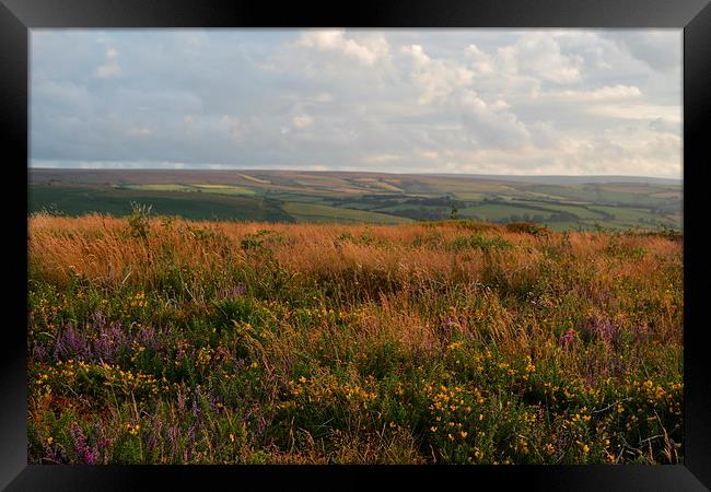 Heather and Gorse  Framed Print by graham young