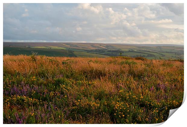 Heather and Gorse  Print by graham young