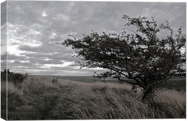 Hawthorn on Exmoor   Canvas Print by graham young
