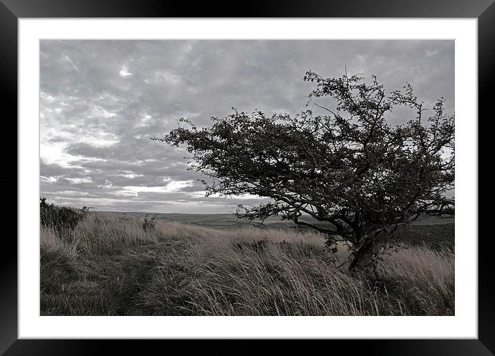 Hawthorn on Exmoor   Framed Mounted Print by graham young