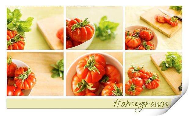  Simply Tomatoes Storyboard Print by Corrine Weaver