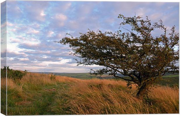 Hawthorn on Exmoor  Canvas Print by graham young