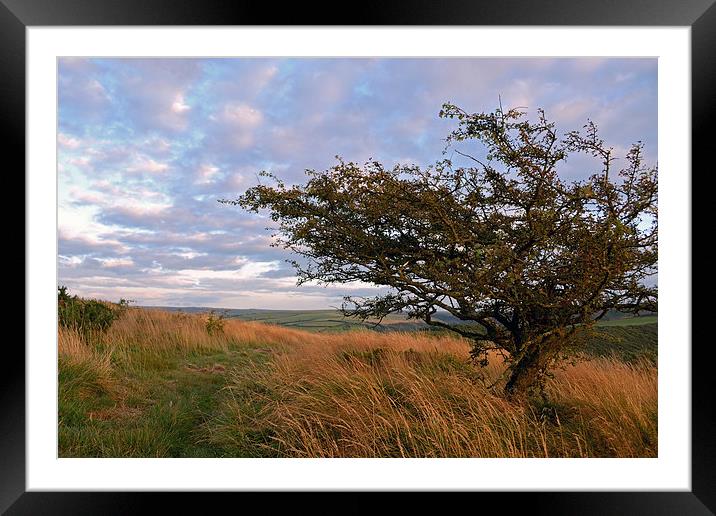 Hawthorn on Exmoor  Framed Mounted Print by graham young