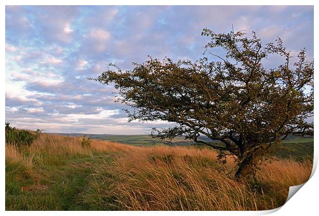 Hawthorn on Exmoor  Print by graham young