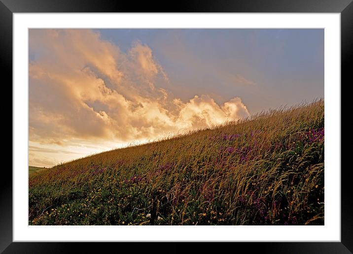 Exmoor Heather  Framed Mounted Print by graham young