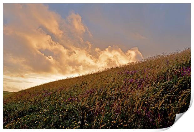 Exmoor Heather  Print by graham young