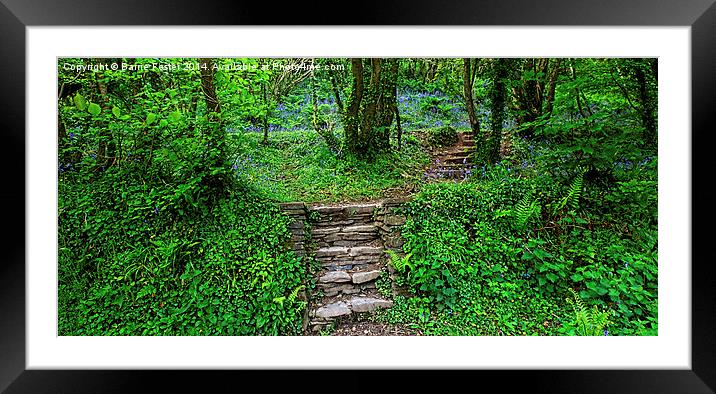 Broom Wood, Abermawr, Pembrokeshire Framed Mounted Print by Barrie Foster