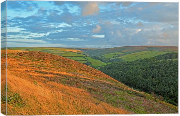 An Exmoor Hillside  Canvas Print by graham young