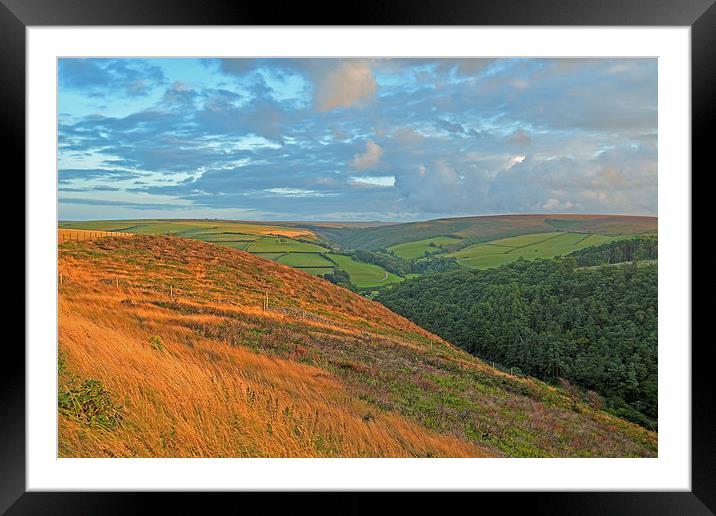 An Exmoor Hillside  Framed Mounted Print by graham young