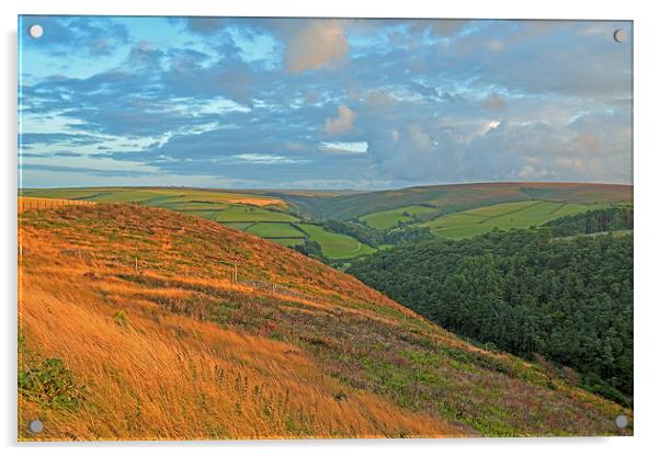 An Exmoor Hillside  Acrylic by graham young