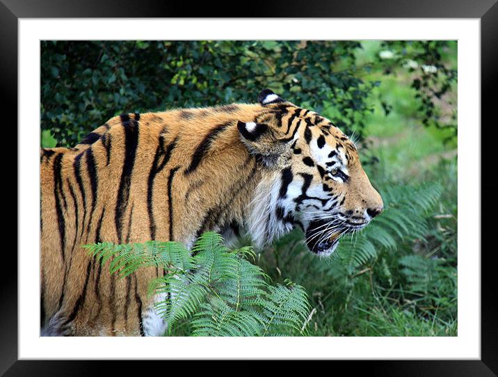 Siberian tiger Framed Mounted Print by Linda More
