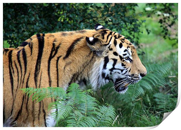 Siberian tiger Print by Linda More
