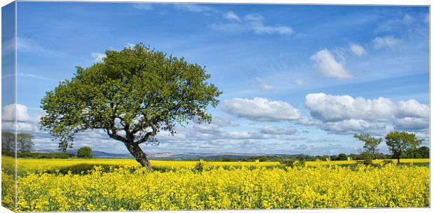  Summers day Canvas Print by Lee Sutton